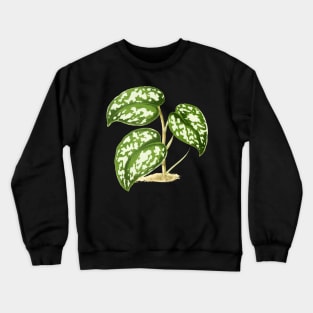 Scindapsus pictus - Rothschild - Botanical Illustration Crewneck Sweatshirt